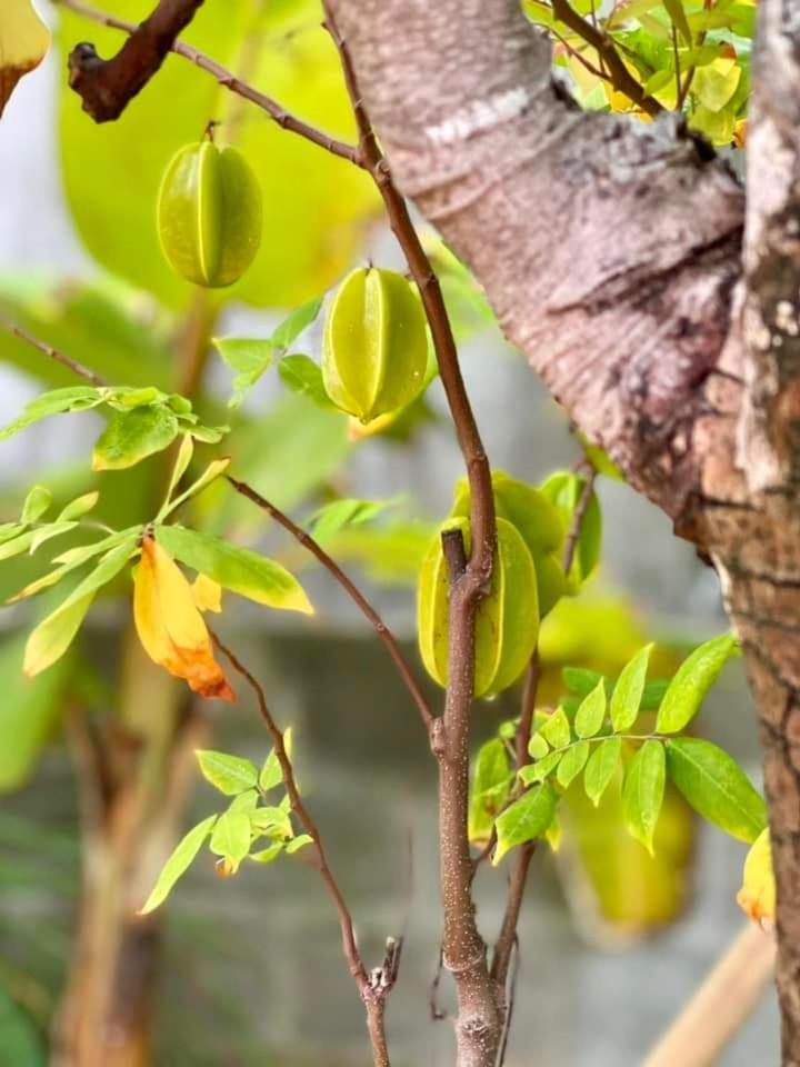 Golden Lotus Spa & Homestay Ap Thien Phuoc Ngoại thất bức ảnh
